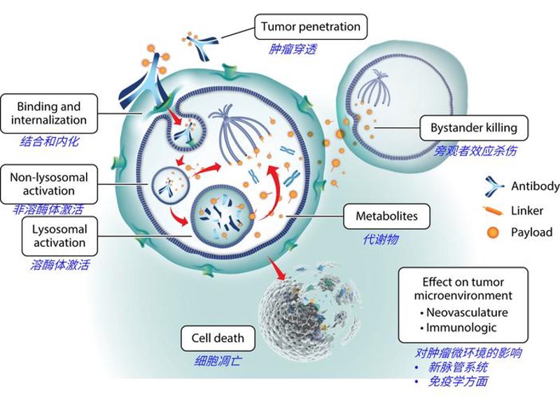 生物医药研发外包