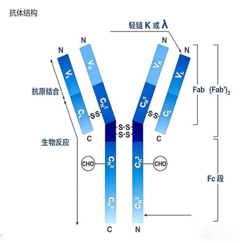 揭秘生物技术的创新工具——抗体制备